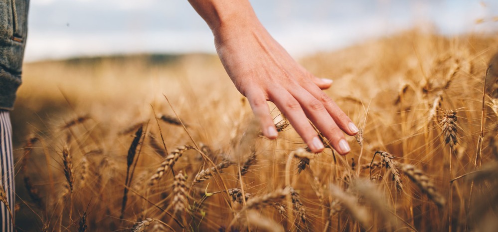 Close up of a person's hand touching grains of wheat