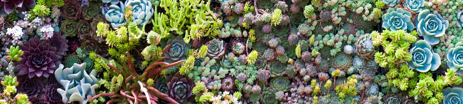 an arrangement of succulents and cactus plants