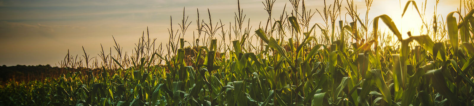 Rows of crops in a field